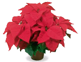 poinsettias
